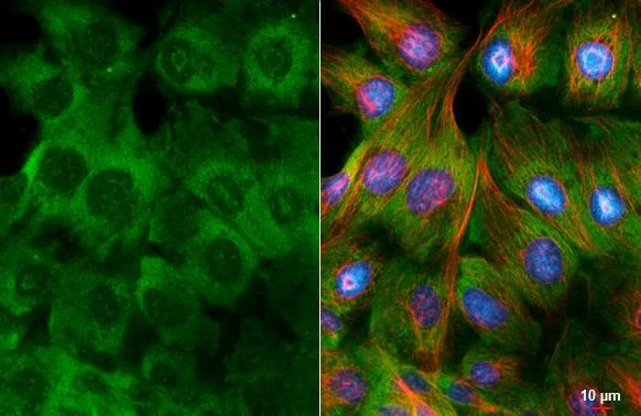 Immunocytochemistry/ Immunofluorescence - Anti-RPL32 antibody [HL2331] (AB317199)