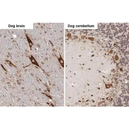 Immunohistochemistry (Formalin/PFA-fixed paraffin-embedded sections) - Anti-RPL32 antibody [HL2331] (AB317199)