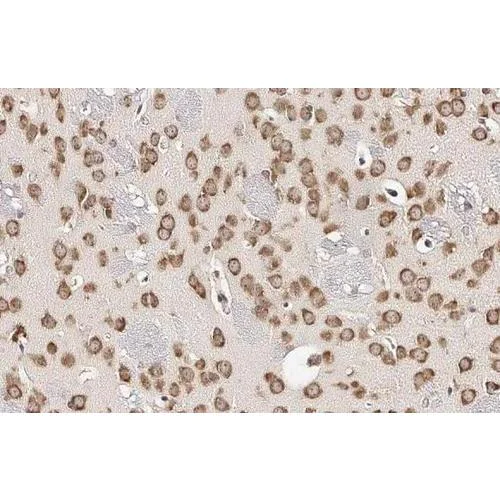 Immunohistochemistry (Formalin/PFA-fixed paraffin-embedded sections) - Anti-RPL32 antibody [HL2331] (AB317199)