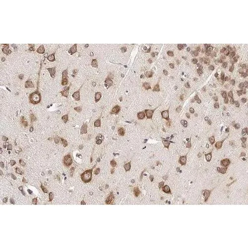 Immunohistochemistry (Formalin/PFA-fixed paraffin-embedded sections) - Anti-RPL32 antibody [HL2331] (AB317199)