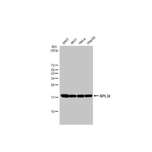 Western blot - Anti-RPL32 antibody [HL2331] (AB317199)