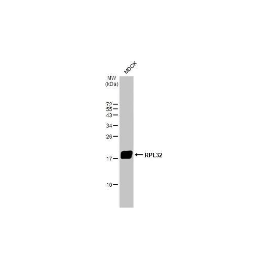 Western blot - Anti-RPL32 antibody [HL2331] (AB317199)