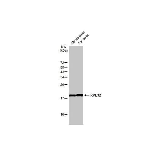 Western blot - Anti-RPL32 antibody [HL2331] (AB317199)