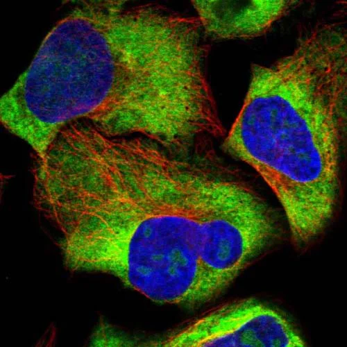 Immunocytochemistry/ Immunofluorescence - Anti-RPL34 antibody (AB122255)