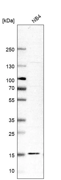 Western blot - Anti-RPL34 antibody (AB122255)
