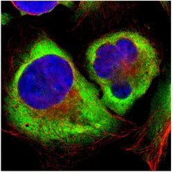 Immunocytochemistry/ Immunofluorescence - Anti-RPL35 antibody (AB121244)