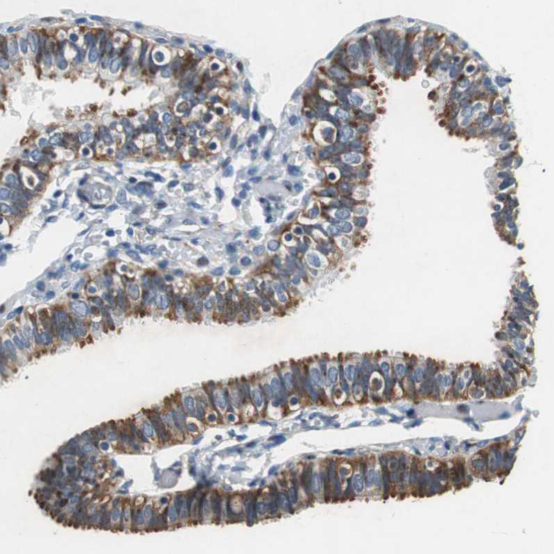 Immunohistochemistry (Formalin/PFA-fixed paraffin-embedded sections) - Anti-RPL35 antibody (AB121244)
