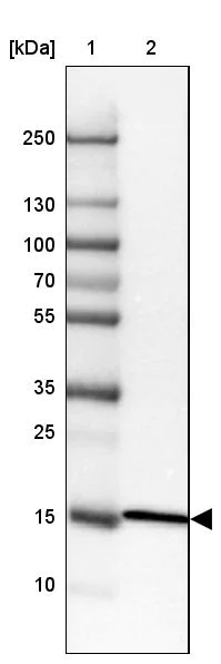 Western blot - Anti-RPL35 antibody (AB121244)