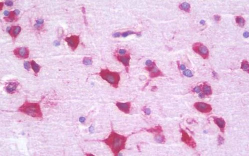 Immunohistochemistry (Formalin/PFA-fixed paraffin-embedded sections) - Anti-RPL35 antibody (AB190162)