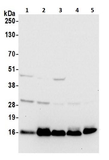 Western blot - Anti-RPL35A antibody (AB241070)