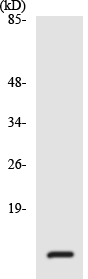 Western blot - Anti-RPL36 antibody (AB138032)