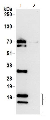 Immunoprecipitation - Anti-RPL36 antibody (AB241584)