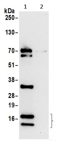 Immunoprecipitation - Anti-RPL36 antibody (AB241584)