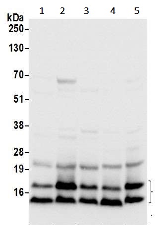 Western blot - Anti-RPL36 antibody (AB241584)