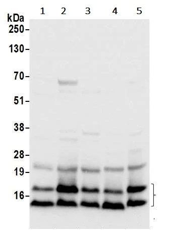 Western blot - Anti-RPL36 antibody (AB241584)