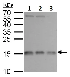 Western blot - Anti-RPL37 antibody (AB228542)