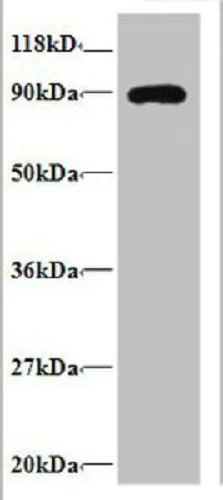 Western blot - Anti-RPL38 antibody (AB236880)