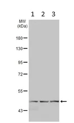 Western blot - Anti-RPL4 antibody (AB154907)