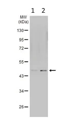 Western blot - Anti-RPL4 antibody (AB154907)