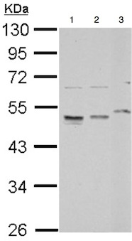 Western blot - Anti-RPL4 antibody (AB154907), expandable thumbnail