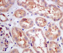Immunohistochemistry (Formalin/PFA-fixed paraffin-embedded sections) - Anti-RPL4 antibody [EPR12304] - BSA and Azide free (AB249780)