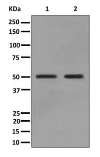 Western blot - Anti-RPL4 antibody [EPR12304] - BSA and Azide free (AB249780)