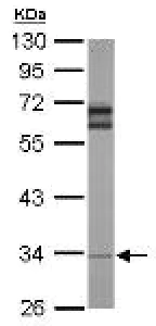 Western blot - Anti-RPL5 antibody (AB137617)