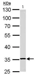 Western blot - Anti-RPL5 antibody (AB137617)