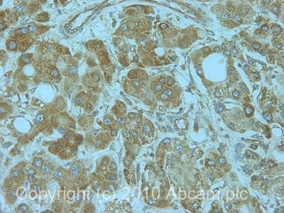 Immunohistochemistry (Formalin/PFA-fixed paraffin-embedded sections) - Anti-RPL5 antibody (AB86863)