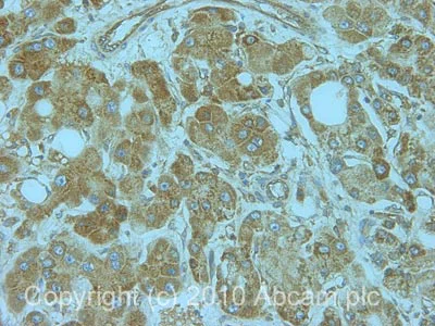 Immunohistochemistry (Formalin/PFA-fixed paraffin-embedded sections) - Anti-RPL5 antibody (AB86863)