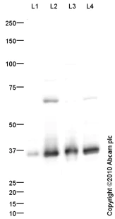 Western blot - Anti-RPL5 antibody (AB86863)