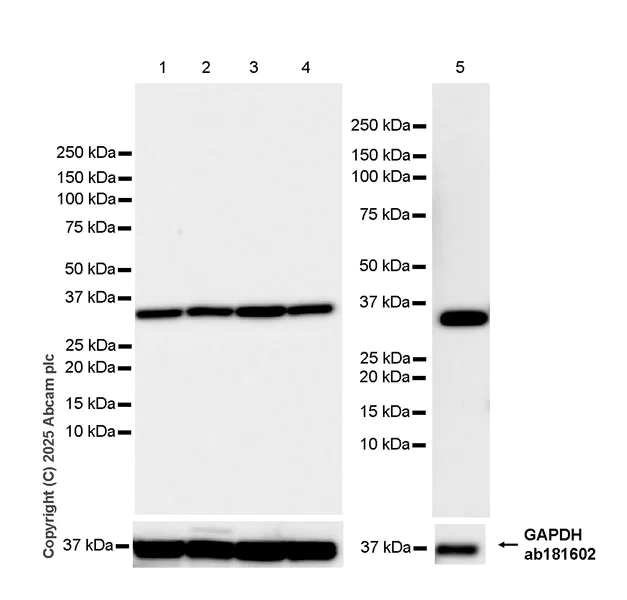 Western blot - Anti-RPL5 antibody [EPR29623-506] - BSA and Azide free (AB323765)