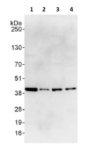 Western blot - Anti-RPL6 antibody (AB241509)