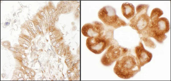 Immunohistochemistry (Formalin/PFA-fixed paraffin-embedded sections) - Anti-RPL7 antibody (AB72550)