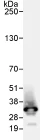 Immunoprecipitation - Anti-RPL7 antibody (AB72550)