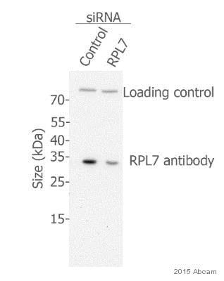 Western blot - Anti-RPL7 antibody (AB72550)