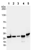 Western blot - Anti-RPL7 antibody (AB72550)
