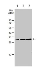 Western blot - Anti-RPL7A antibody (AB155147)