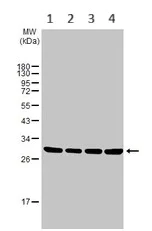 Western blot - Anti-RPL7A antibody (AB155147)