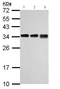 Western blot - Anti-RPL7A antibody (AB155147)