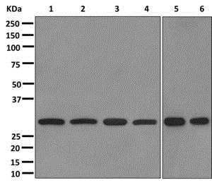 Western blot - Anti-RPL7A antibody [EPR12310] (AB172478)