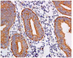Immunohistochemistry (Formalin/PFA-fixed paraffin-embedded sections) - Anti-RPL7A antibody [EPR12310] - BSA and Azide free (AB249696)