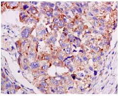 Immunohistochemistry (Formalin/PFA-fixed paraffin-embedded sections) - Anti-RPL7A antibody [EPR12310] - BSA and Azide free (AB249696)