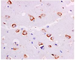 Immunohistochemistry (Formalin/PFA-fixed paraffin-embedded sections) - Anti-RPL7A antibody [EPR12310] - BSA and Azide free (AB249696)