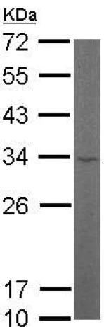 Western blot - Anti-RPL8 antibody (AB155136)