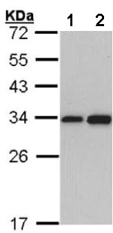 Western blot - Anti-RPL8 antibody (AB155136)
