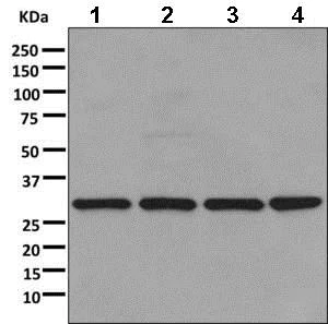Western blot - Anti-RPL8 antibody [EPR11630] - BSA and Azide free (AB249490)