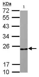 Western blot - Anti-RPL9 antibody (AB102011)