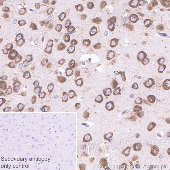 Immunohistochemistry (Formalin/PFA-fixed paraffin-embedded sections) - Anti-RPL9 antibody [EP13752] - BSA and Azide free (AB284834)