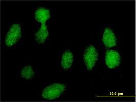 Immunocytochemistry/ Immunofluorescence - Anti-RPLP0 antibody (AB88872), expandable thumbnail